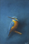 ijsvogel kijkt terug  9,7 x 14,7  (verkocht)